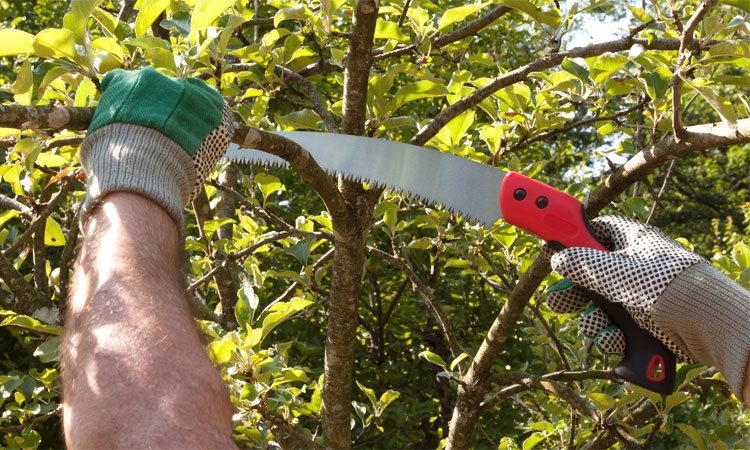 8 Best Pruning Saws for Easy Trimming