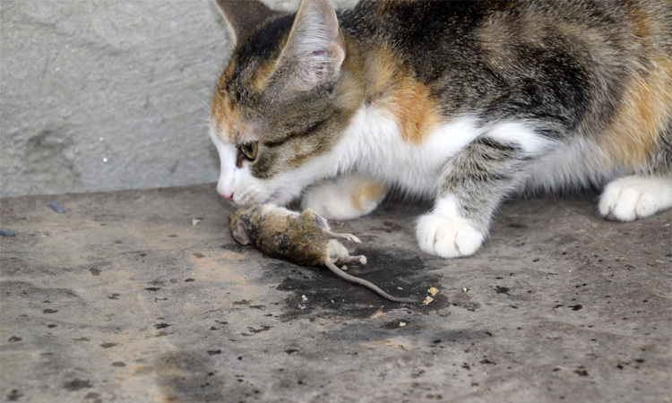 How to Get Rid of Mice and Other Pests in Your Garage